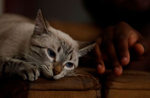 Elanco's Drug Gets Emergency Nod to Treat Deadly Flesh-Eating Parasite in Cats