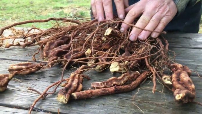Ancient Chinese Herb Shows Promise as a Powerful New Treatment for Common Hair Loss