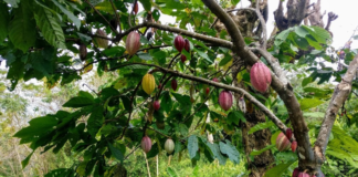 فواید ثابتشدۀ شکلات تلخ برای سلامتی