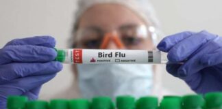 مرگ یک دختر ۱۱ ساله بر اثر آنفلوآنزای پرندگان