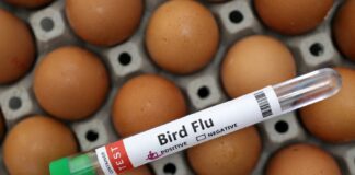 وضعیت آنفلوآنزای پرندگان “نگرانکننده” است؛ WHO در حال همکاری با کامبوج