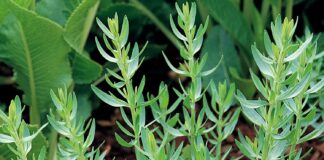 فواید شگفتانگیز ترخون