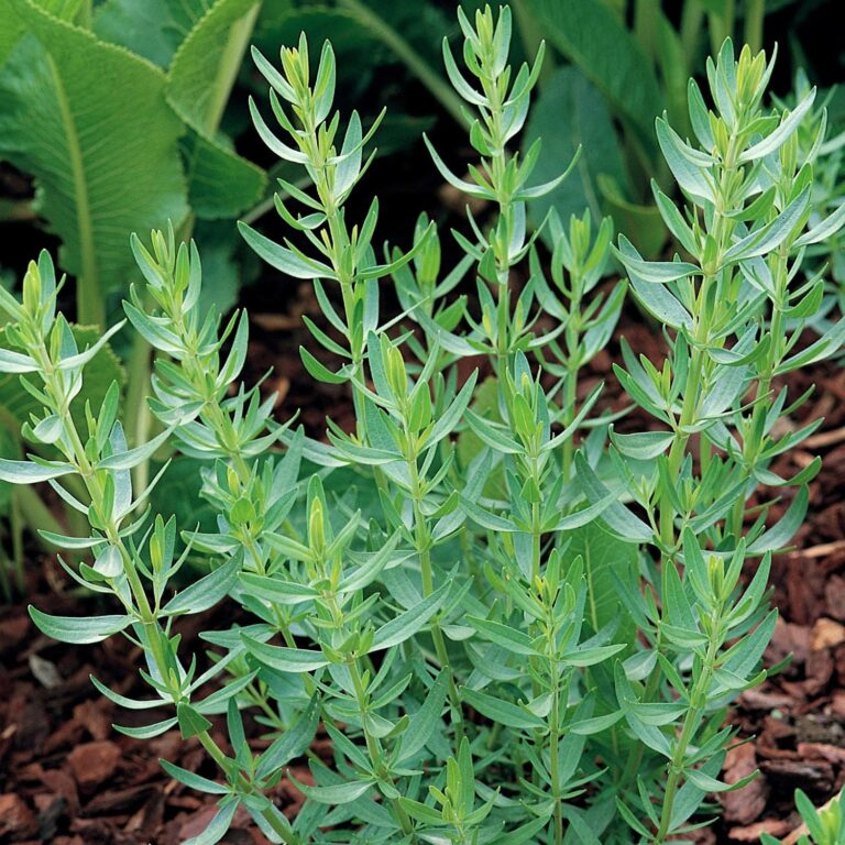 <strong>فواید شگفتانگیز ترخون</strong> <strong>فواید شگفتانگیز ترخون</strong>