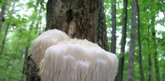 قارچی که با تقویت رشد سلولهای عصبی موجب تقویت حافظه میشود