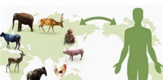 تب مالت، بیماری خاموش و تدریجی