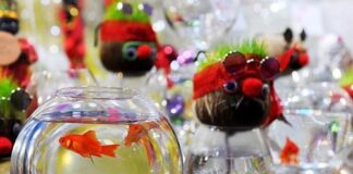 خرید لاکپشت سنگاپوری برای سفره هفتسین ممنوع