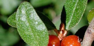 فواید شگفتانگیز سنجد