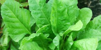 فواید، ارزش غذایی و عوارض جانبی اسفناج