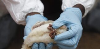 ابتلای نخستین مورد بزرگسال به آنفلوآنزای پرندگان در چین