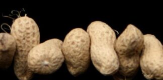 کاهش ۷۷ درصدی بروز آلرژی در نوزادان با محصولات حاوی بادامزمینی در سن ۴ تا ۶ ماهگی