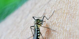 غنا نخستین کشوری که واکسن مالاریای آکسفورد را تأیید کرد