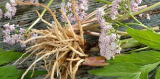 خواص و عوارض جانبی ریشه گیاه سنبلالطیب