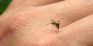 افزایش ۴ برابری مالاریا در کشور طی ۸ ماه گذشته