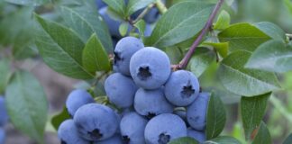 فواید شناختهشده زغالاخته برای سلامتی