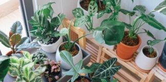 گیاهان آپارتمانی از بروز سرطان پیشگیری میکنند