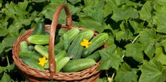 ۷ فایده شگفتانگیز خیار برای سلامتی