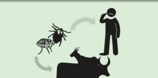 تب کریمه کنگو چگونه منتقل میشود؟