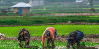 بیماری تب شالیزار چیست؟