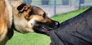 بیشترین موارد حیوانگزیدگی از طریق سگ