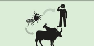 هشدار سازمان دامپزشکی نسبت به شیوع بیماری تب کریمه کنگو