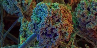 نتیجه مطالعه CDC: عفونتهای قارچی در صورت ابتلای افراد به کووید۱۹ مهلکتر میشوند