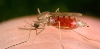 قطع چرخه انتقال محلی مالاریا در ایران