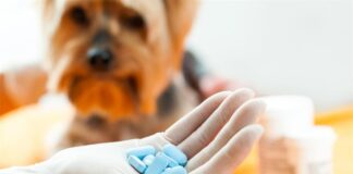 تجویز داروی ضدانگل برای سگهای خانگی الزامی است