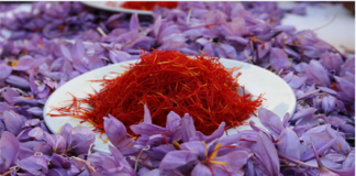 داروی گیاهی از زعفران برای کنترل التهاب ساخته شد