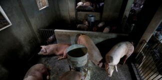 ۲ واکسن تب خوکی آفریقایی در ویتنام برای استفاده تجاری مورد تأیید قرار گرفت