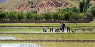 وضعیت بروز بیماری تب شالیزار