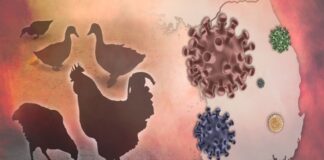 شناسایی آنفلوآنزای پرندگان در دو گربه