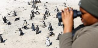 افزایش شیوع آنفلوآنزای پرندگان در سطح جهان