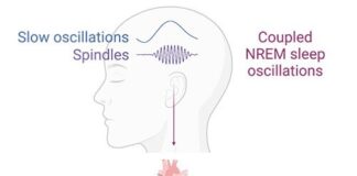 تحقیقات جدید نشان میدهد امواج مغزی در خواب عمیق، کنترل قند خون را پیشبینی میکنند