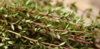 فواید آویشن و اقدامات احتیاطی