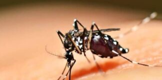 شناسایی کمتر از ۲۰ مبتلا به تب دانگی در یک سال اخیر