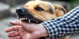 ۳۲۰ هزار مورد حیوانگزیدگی در ۱۴۰۱