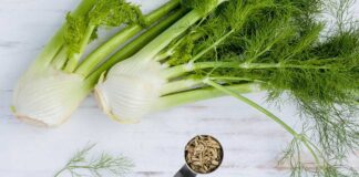 مزایای مصرف رازیانه برای سلامتی و عوارض جانبی احتمالی