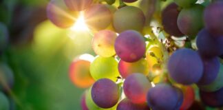 تأثیر مصرف انگور بر سلامت چشم در افراد مسن