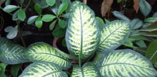 هشدار سازمان غذا و دارو درباره گیاهان آپارتمانی سمی