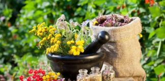 حمایت وزارت بهداشت از تجاریسازی و عرضه داروهای گیاهی در داروخانهها