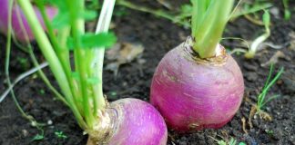 فواید شلغم برای سلامتی