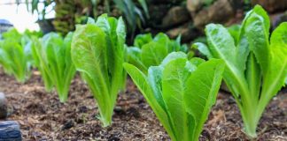 آیا «کاهوی رومی» فواید بیشتری نسبت به سایر کاهوها دارد؟