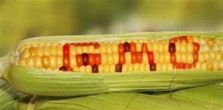 عدم برچسبگذاری محصولات تراریخته مساوی با تعلیق و ارجاع به دادگاه