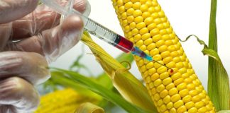 ۴ ماده غذایی تراریخته در ایران