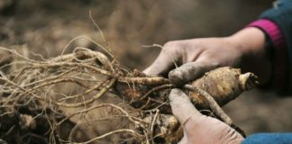 کاهش اثرات نامطلوب اعتیاد به الکل با مصرف جینسِنگ کرهای