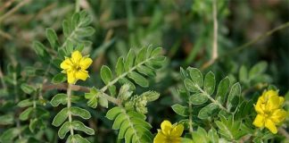 خواص درمانی خارخاسَک از دیدگاه طب سنتی