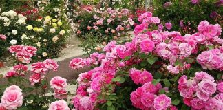 رفع اندوه پس از زایمان با گل محمدی