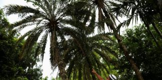 بنگلادش/  نخستین مرگ ناشی از ویروس نیپا در سال ۲۰۲۴