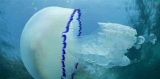 عروس دریایی بوشهر، منبع ارزشمند داروی طبیعی آرتروز