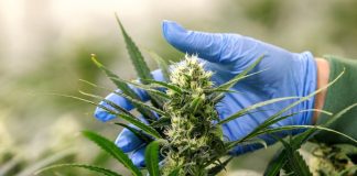 مصرف تفریحی کانابیس در آلمان قانونی شد